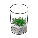 イラスト＿コケリウム