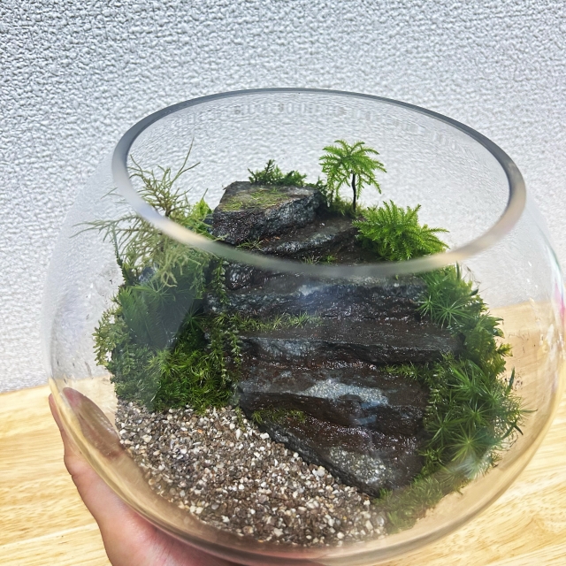 コケリウム